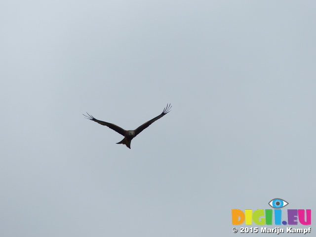 FZ015237 Red kite (Milvus milvus)